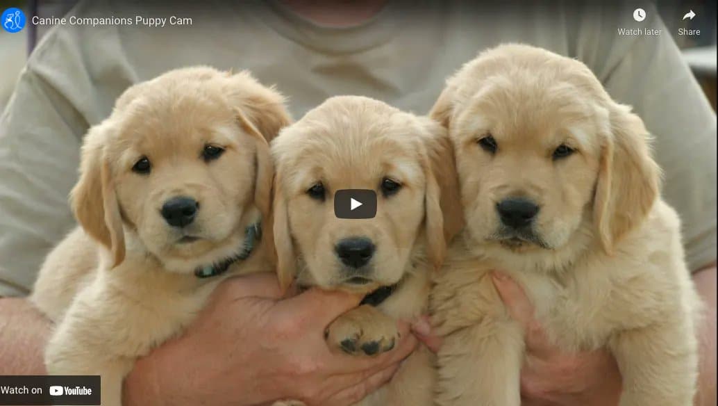 3 Golden retriever puppies