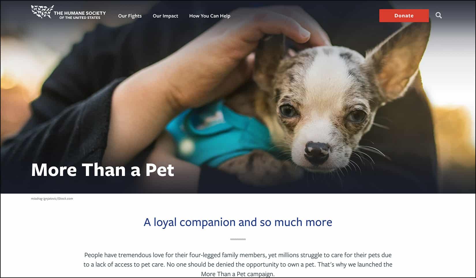 The More Than a Pet awareness campaign helped bring attention to unequal access to pet care. 